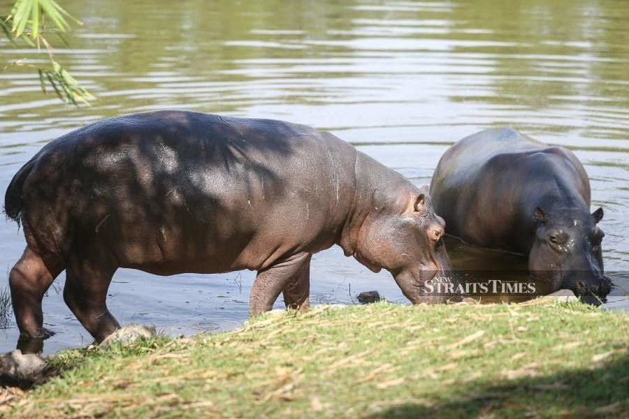 PAYA INDAH WETLANDS 1727958419